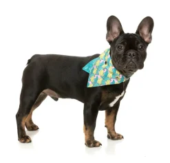 FuzzYard Bananarama - Bandana