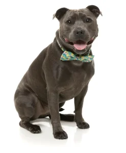 FuzzYard Bananarama - Bowtie