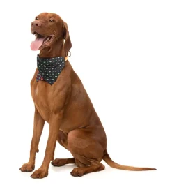 FuzzYard Be My Ghoul - Bandana