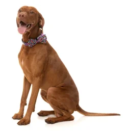 FuzzYard Be My Ghoul - Bowtie