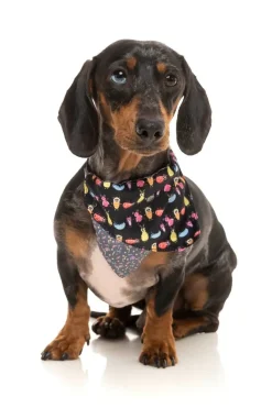 FuzzYard Bed Bugs - Bandana