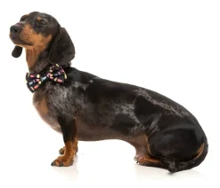 FuzzYard Bed Bugs - Bowtie