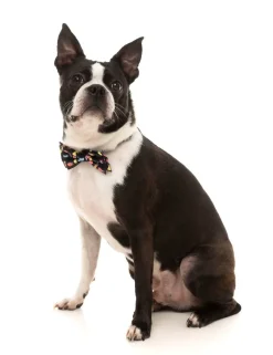 FuzzYard Bed Bugs - Bowtie