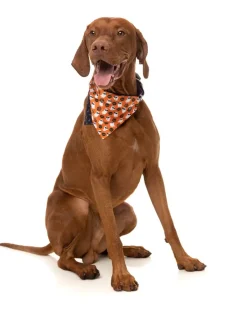 FuzzYard Boogie Nights - Bandana