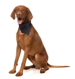 FuzzYard Boogie Nights - Bandana