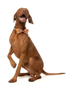 FuzzYard Boogie Nights - Bowtie