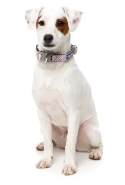 FuzzYard Bubblegum Burst - Dog Collar