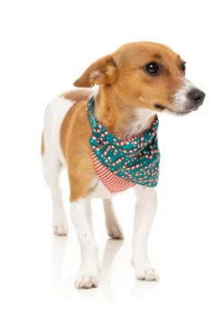FuzzYard Candy Cane Green Bandana