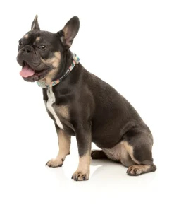 FuzzYard Carioca - Dog Collar