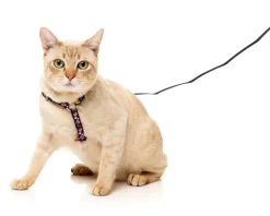 FuzzYard Caturday Night Fever - Cat Walking Set