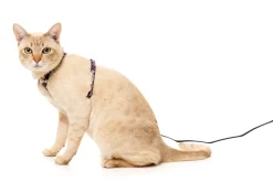 FuzzYard Caturday Night Fever - Cat Walking Set