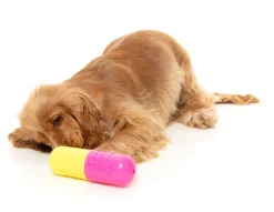 FuzzYard Chill Pill - Interactive Chew Toy