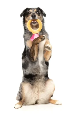 FuzzYard Diamond In The Ruff Ring - Dog Toy