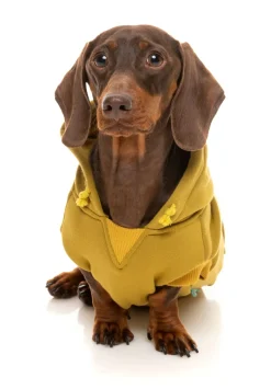 FuzzYard Dijon Street Hoodie