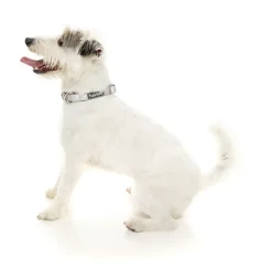 FuzzYard Dippin' Collar