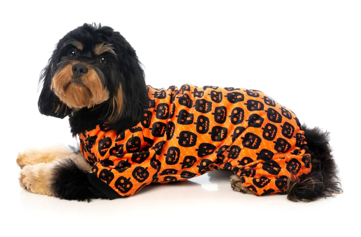 FuzzYard Dog Pajamas - Pumpkin Patch