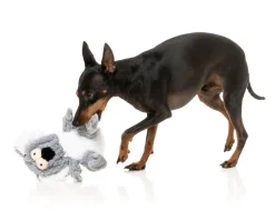 FuzzYard Dog Toy - Flat Out Nasties - Kana the Koala