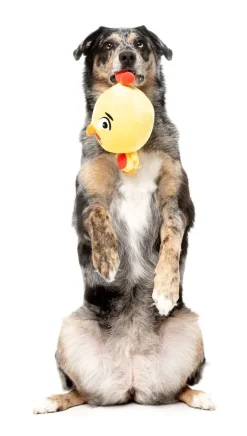 FuzzYard Dog Toy - Hen Diesel