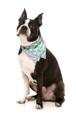 FuzzYard Dreamtime Koala - Bandana