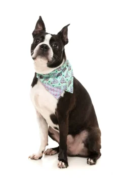 FuzzYard Dreamtime Koala - Bandana