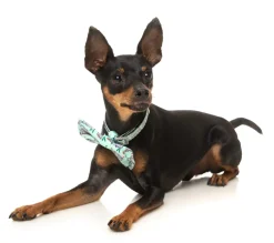 FuzzYard Dreamtime Koala - Bowtie