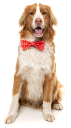 FuzzYard Festive Trees Bowtie