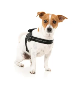 FuzzYard Flash Harness - Blackout