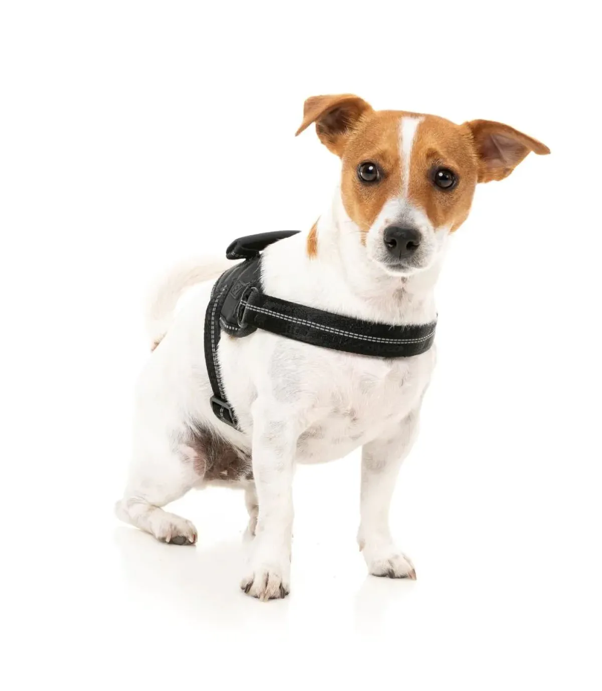 FuzzYard Flash Harness - Blackout