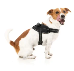 FuzzYard Flash Harness - Blackout