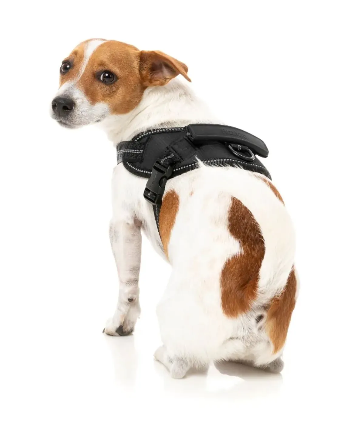 FuzzYard Flash Harness - Blackout