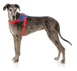 FuzzYard Flash Harness - Patriot