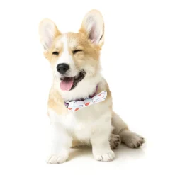FuzzYard Flying High Pet Bow Tie