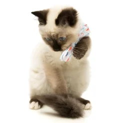 FuzzYard Flying High Pet Bow Tie