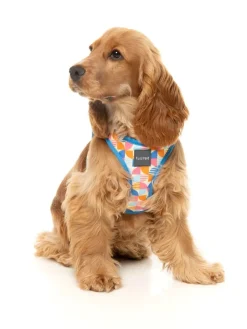 FuzzYard Fresh Zest - Dog Step In Harness