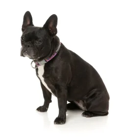 FuzzYard Fiesta - Dog Collar