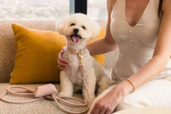 FuzzYard Life Atelier Dog Collar - Soft Blush