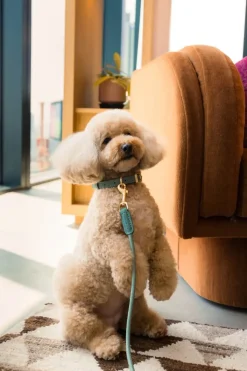 FuzzYard Life Atelier Dog Collar - Myrtle Green