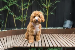 FuzzYard Life Corduroy Harness - Soft Blush