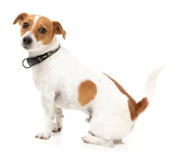 FuzzYard FY Active Collar - Black