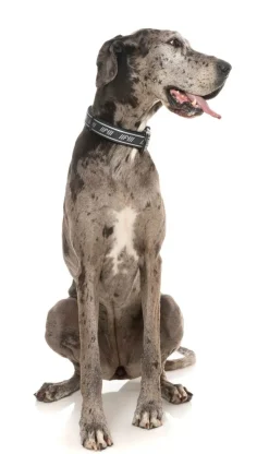 FuzzYard FY Active Collar - Black