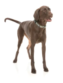 FuzzYard FY Active Collar - Khaki