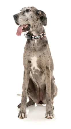 FuzzYard FY Active Collar - Peach