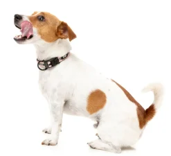 FuzzYard FY Active Collar - Peach