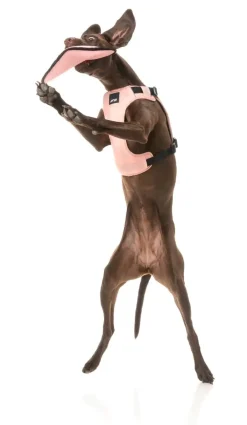 FuzzYard FY Active Flyer Dog Toy - Peach