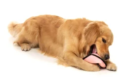 FuzzYard FY Active Flyer Dog Toy - Peach