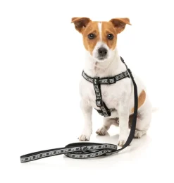 FuzzYard FY Active Lead - Black