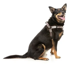 FuzzYard FY Active Strap Harness - Peach