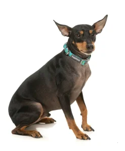 FuzzYard Gor-illz - Dog Collar