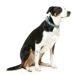 FuzzYard Gor-illz - Dog Collar