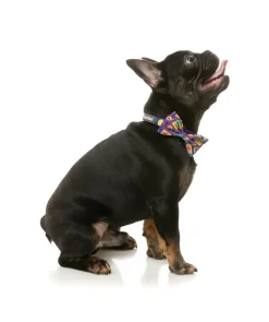 FuzzYard Highscore - Bowtie